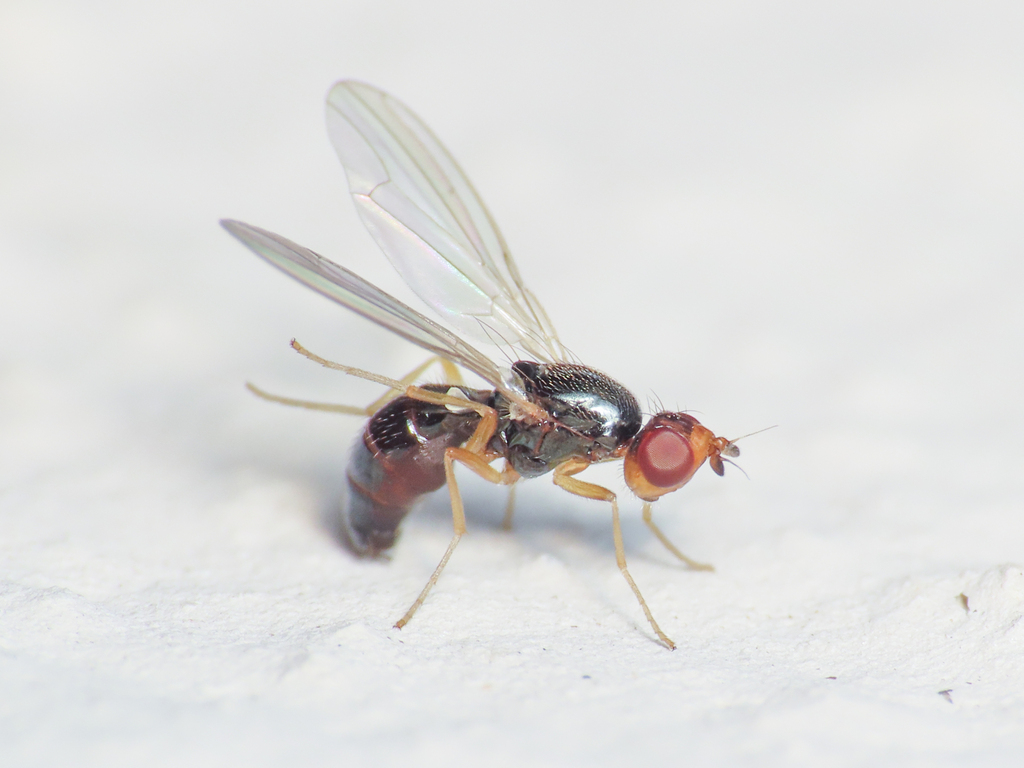 carrot rust fly