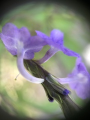 Stachytarpheta jamaicensis