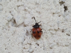 Stenotarsus arithmeticus