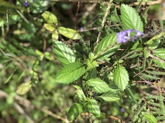 Stachytarpheta jamaicensis