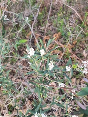 Leucopogon australis