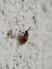 Stenotarsus arithmeticus