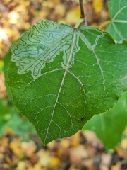 Phyllocnistis labyrinthella