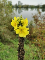 Verbascum densiflorum