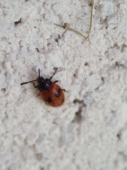 Stenotarsus arithmeticus