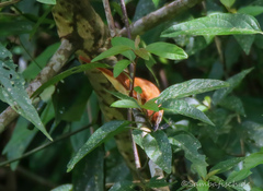 Pachyramphus cinnamomeus