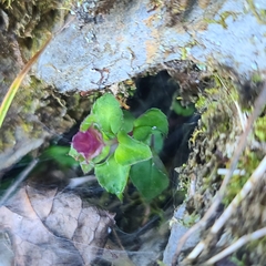 Sarcopyramis napalensis