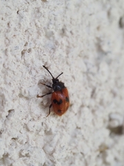 Stenotarsus arithmeticus