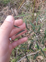 Leucopogon australis