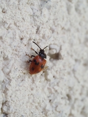 Stenotarsus arithmeticus