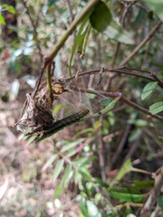 Cryptoptila australana