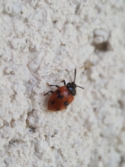 Stenotarsus arithmeticus