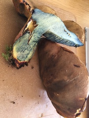 Cyanoboletus pulverulentus