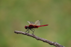 Urothemis signata