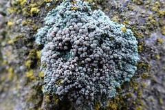 Protoparmeliopsis muralis