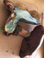 Cyanoboletus pulverulentus