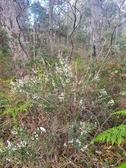 Leucopogon australis
