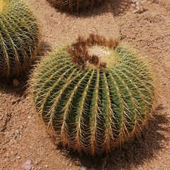 Kroenleinia grusonii