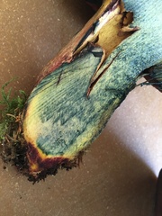Cyanoboletus pulverulentus