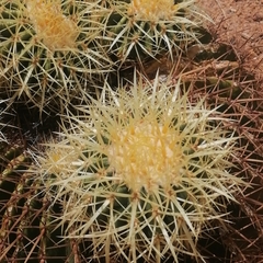 Kroenleinia grusonii