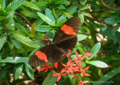 Heliconius melpomene melpomene