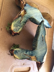 Cyanoboletus pulverulentus