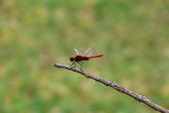 Urothemis signata