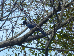Cyanocorax violaceus