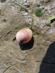 Austrovenus stutchburyi