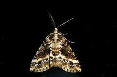 Pseudocoremia leucelaea