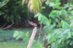 Urothemis signata