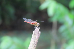 Urothemis signata