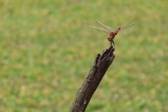 Urothemis signata