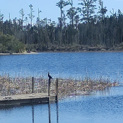 Microcarbo melanoleucos brevirostris