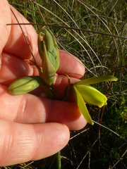 Albuca juncifolia