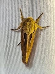 Oncopera fasciculatus