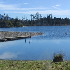 Microcarbo melanoleucos brevirostris