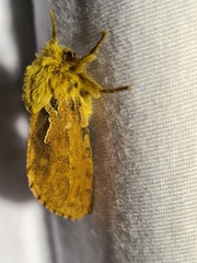 Oncopera fasciculatus