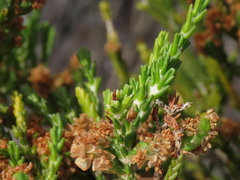 Passerina paleacea