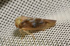 Tremulicerus fulgidus