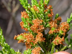 Passerina paleacea