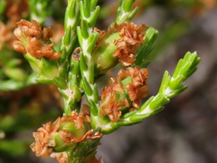 Passerina paleacea