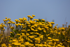 Helichrysum kraussii