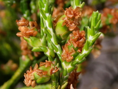 Passerina paleacea