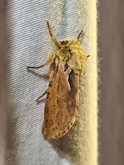 Oncopera fasciculatus