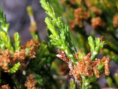 Passerina paleacea