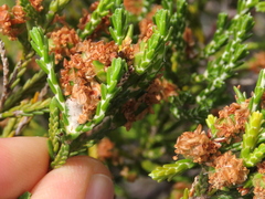 Passerina paleacea
