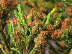 Passerina paleacea