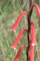 Watsonia aletroides