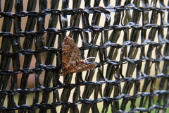 Acentropinae